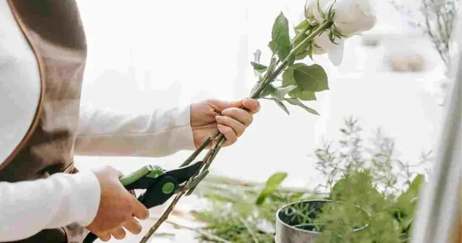 Esquejes de rosas: por eso deberías hacerlos de esta manera genial