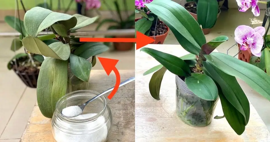 4 buenas razones para poner bicarbonato de sodio en tus orquídeas