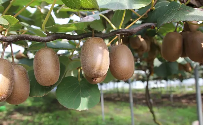 La forma correcta de cultivar kiwis fácilmente