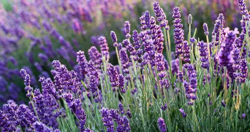 Lavanda en maceta: aquí se explica cómo cultivarla correctamente según el jardinero