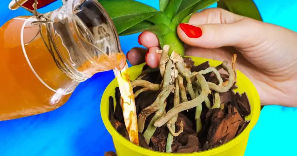 El ingenioso truco del florista para que las orquídeas duren