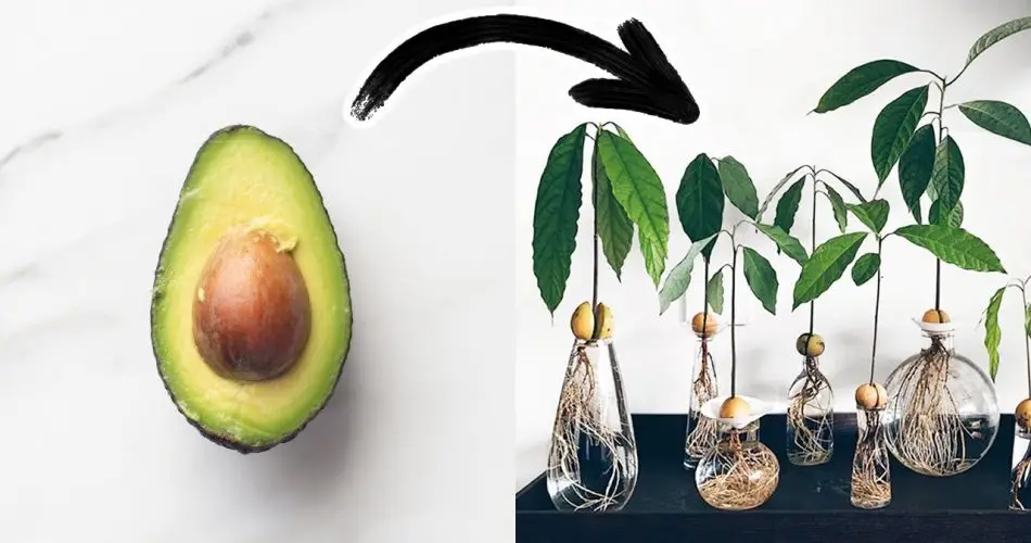 Deja de comprar aguacates. Aquí se explica cómo cultivar un árbol de aguacate en una maceta en casa.