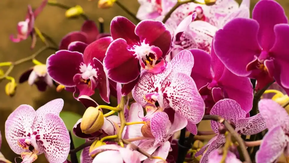 Cómo regar tu orquídea para que esté llena de flores, sana y bonita