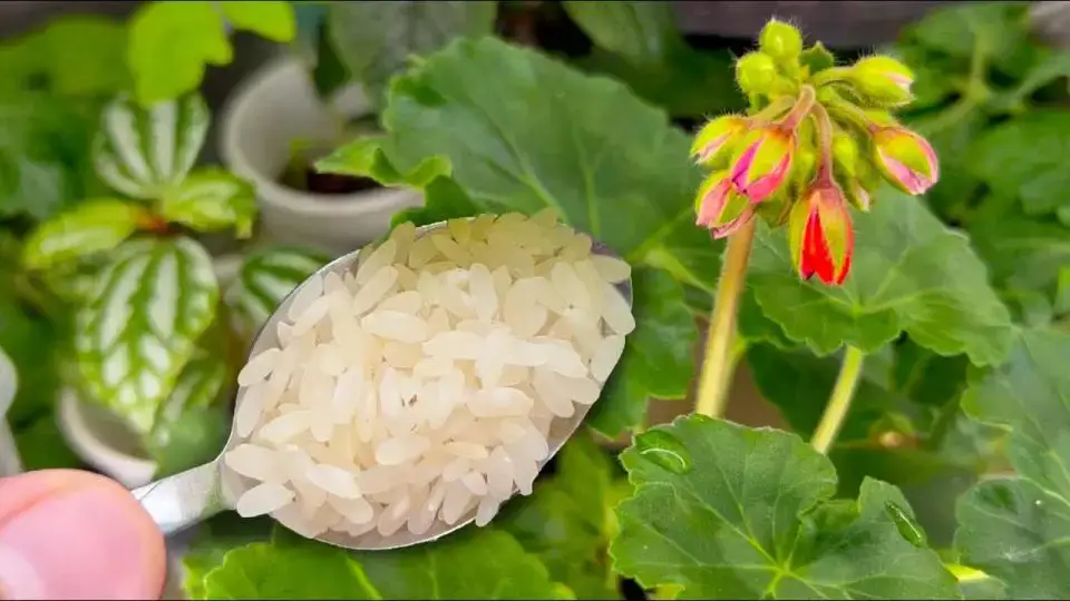 Prepara 1 cucharada de esto y cualquier flor que tengas en el jardín cobrará vida al instante.