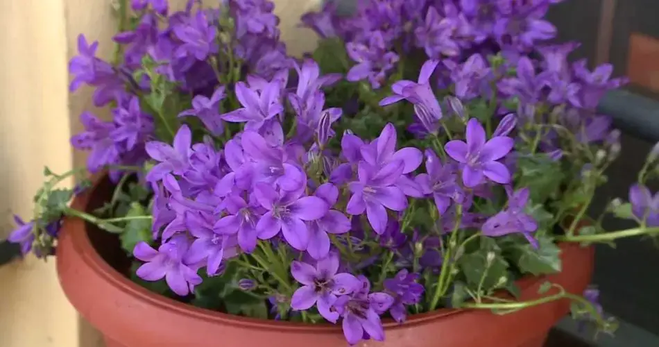 Nadie lo sabe, pero estas maravillosas flores se abren de noche: “maravillosas”