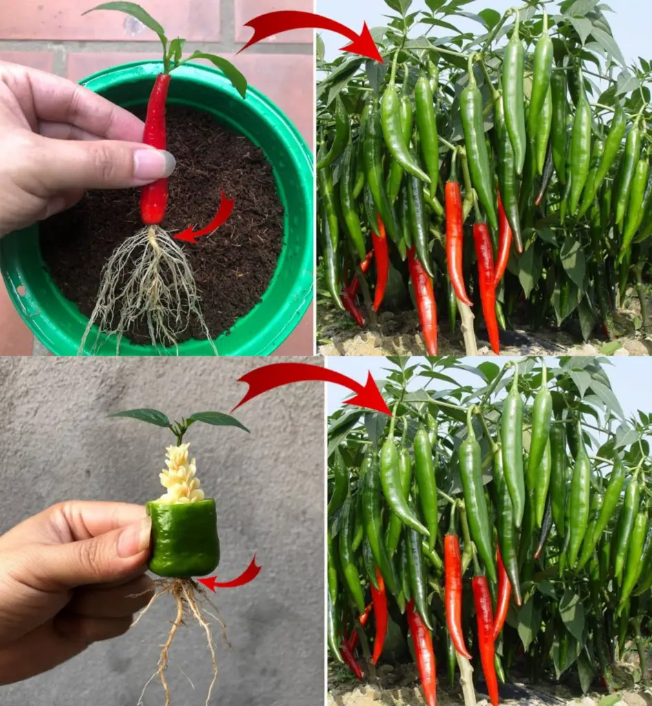 Consejos sencillos para cultivar chiles en tomate: cómo plantar chiles en casa y propagar chiles