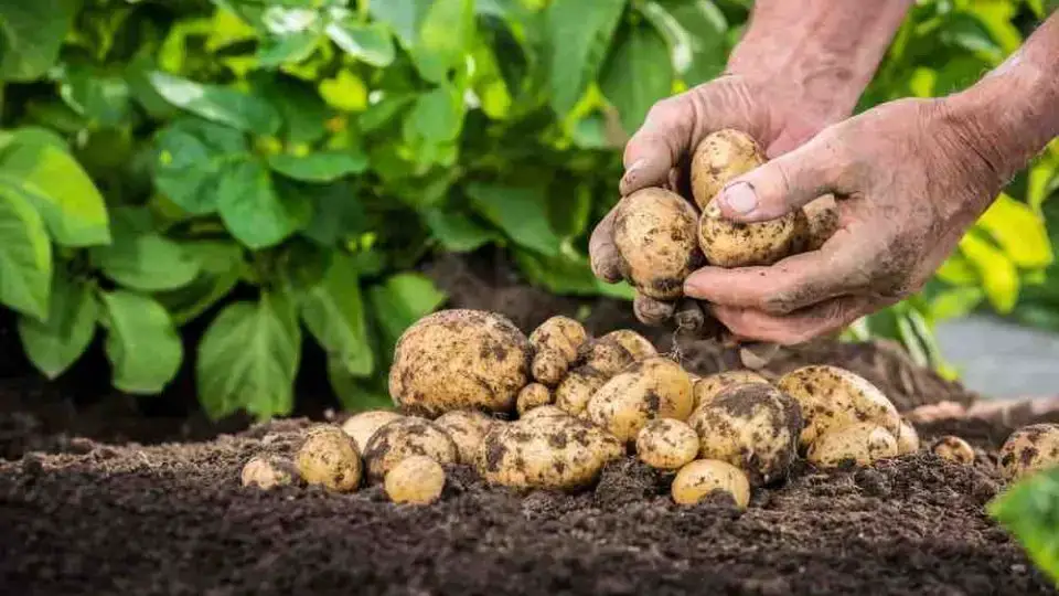 ¡4 sencillos pasos para cultivar hasta 40 kg de patatas en un barril!