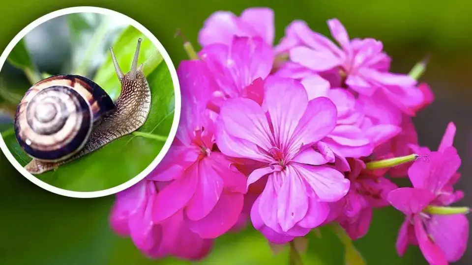 Las babosas y los caracoles no soportan estas flores. Es una buena idea mantenerlos alejados del jardín.