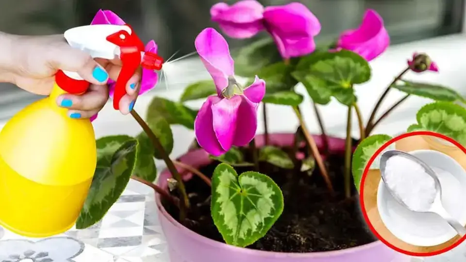 ¿Cómo tener hermosas plantas al final del invierno con bicarbonato de sodio?