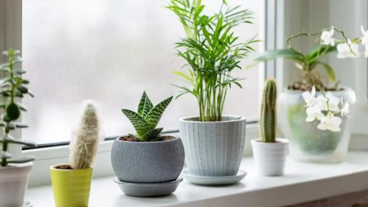 Nunca pongas estas plantas en el alféizar de la ventana: morirán en unos días.