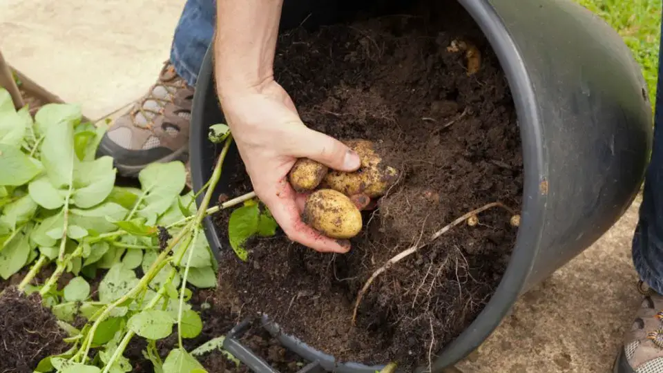 Cómo cultivar papas fácilmente en contenedores