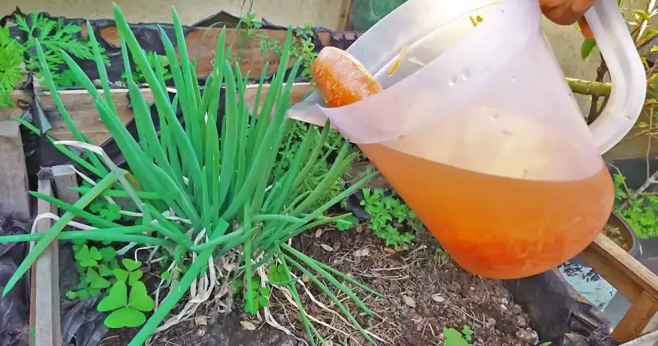 Cómo preparar agua de riego enriquecida con nutrientes para plantas más sanas, fuertes y prósperas.