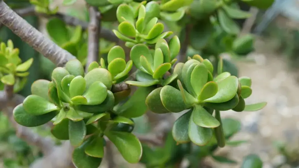 ¿Cómo plantar y mantener el árbol de jade con éxito?