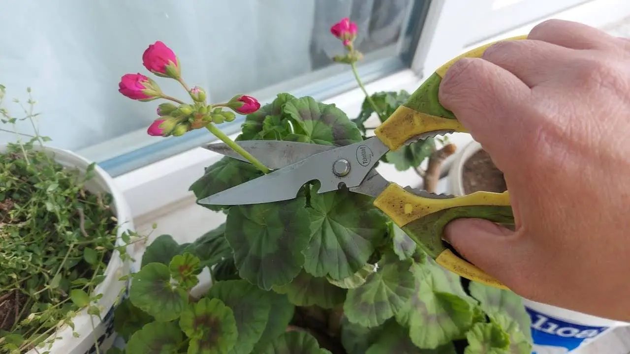 Los geranios, si haces este movimiento al menos una vez al mes florecen continuamente