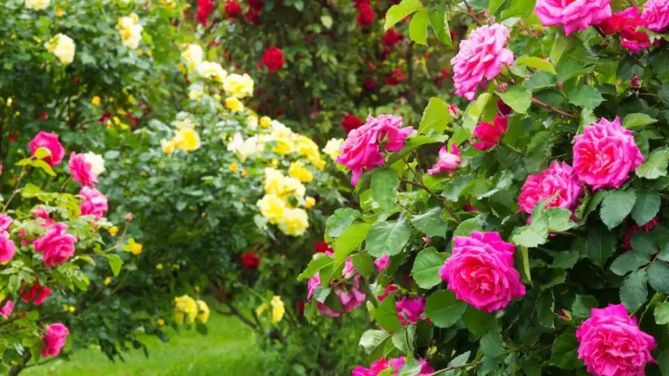 El secreto de un rosal en flor: ¿cómo obtener hermosas rosas en abundancia?