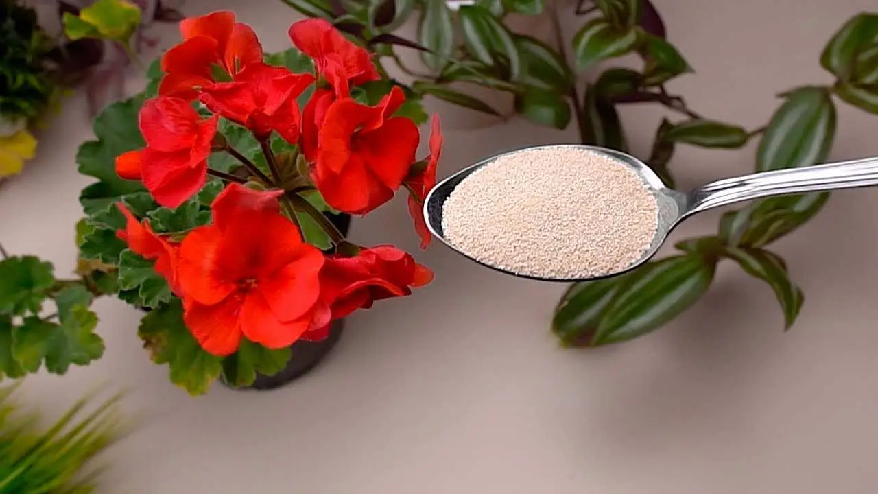 Permite que las flores florezcan durante todo el año con estos dos ingredientes naturales