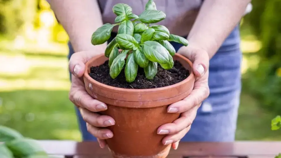 Cómo cultivar con éxito albahaca en macetas: trucos y consejos para un mantenimiento óptimo