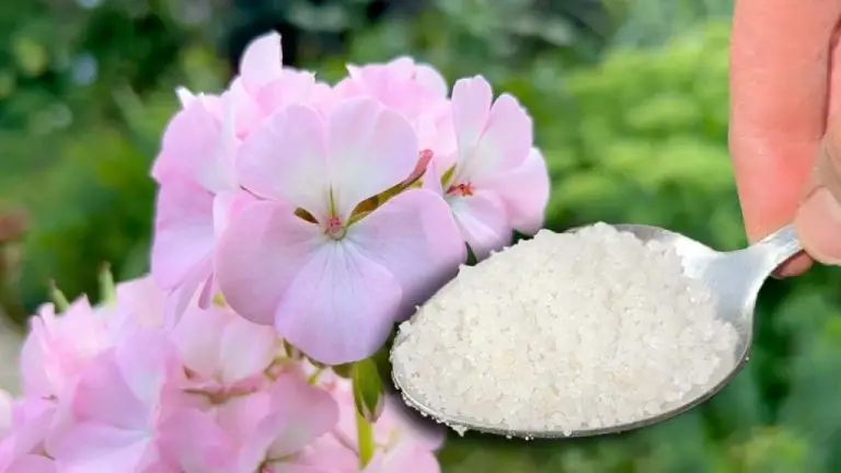 No lo creerás pero hace que cualquier planta o flor crezca 5 veces más rápido