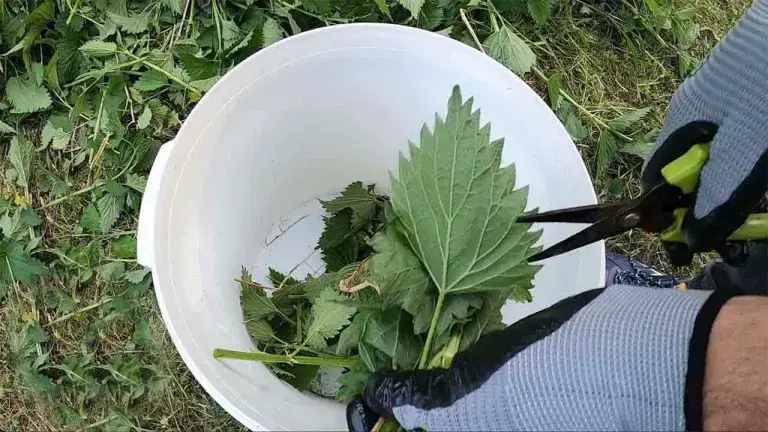 El ingrediente secreto para un jardín saludable: las plantas crecerán 5 veces antes