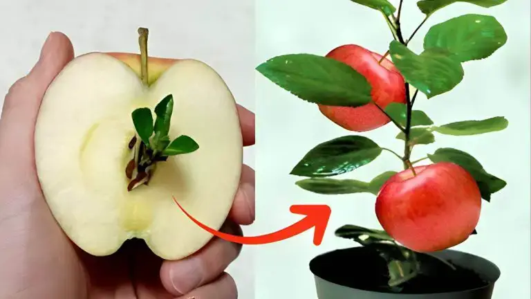 Manzana, cómo hacer crecer una plántula sin costo a partir de desechos: 10 días es suficiente