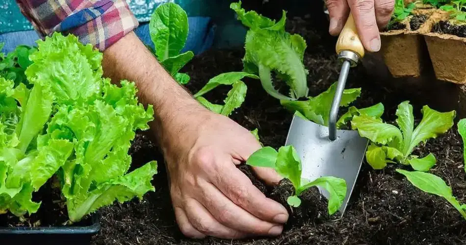 ¿Qué plántulas se deben plantar en febrero de 2023?