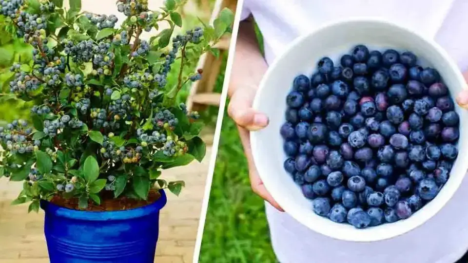 ¿Cómo plantar arándanos en casa para tener infinidad de ellos y no comprar más?