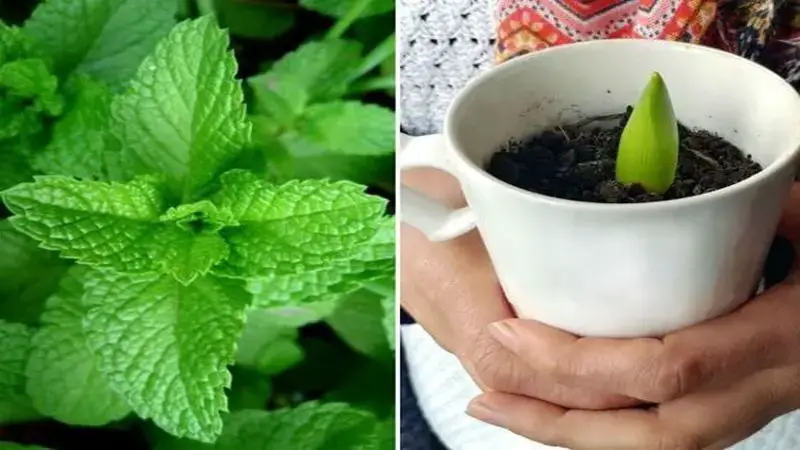 ¿Cómo plantar menta en una taza para decorar y perfumar toda la casa?