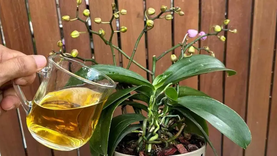 Solo 1 taza por mes será suficiente: tanto las flores como las raíces florecerán durante todo el año.