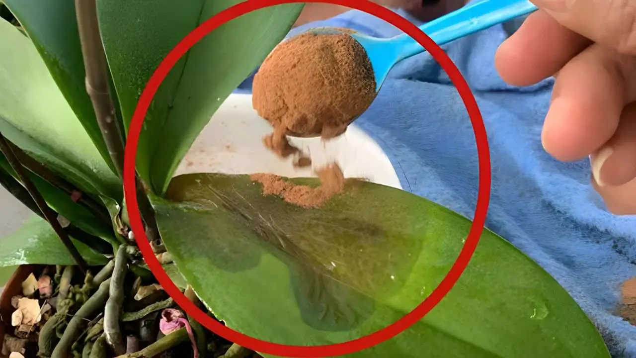 Una cucharadita en plantas secas y sanarán completamente en pocos días