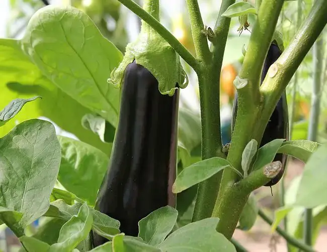 Abastécete de berenjenas ecológicas: una guía práctica para cultivarlas en tu jardín