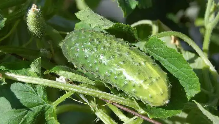 Ponga un par de gotas en pepinos, tomates y pimientos: crecerán abundantemente