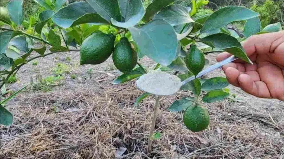 Con solo una cucharada de este ingrediente, el limonero florecerá indefinidamente