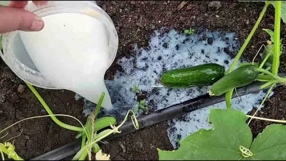 Calabacines enormes, nunca he tenido una cosecha como esta: haz este paso ahora