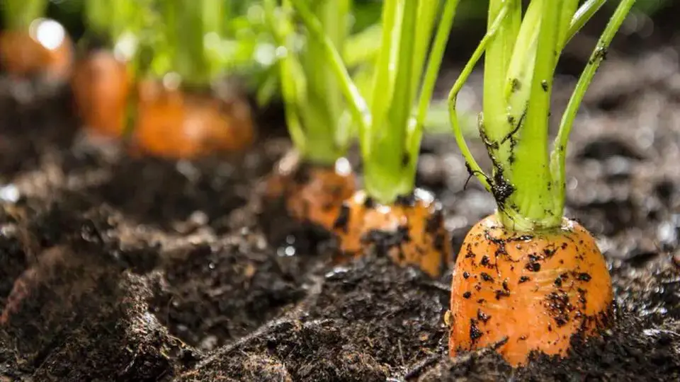 Duplica la cosecha de zanahorias con este ingenioso movimiento: siempre lo harás