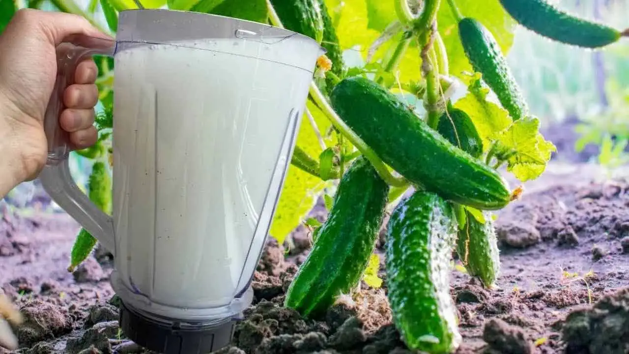 Pepinos de agua con este líquido y crecerán inesperadamente por la noche