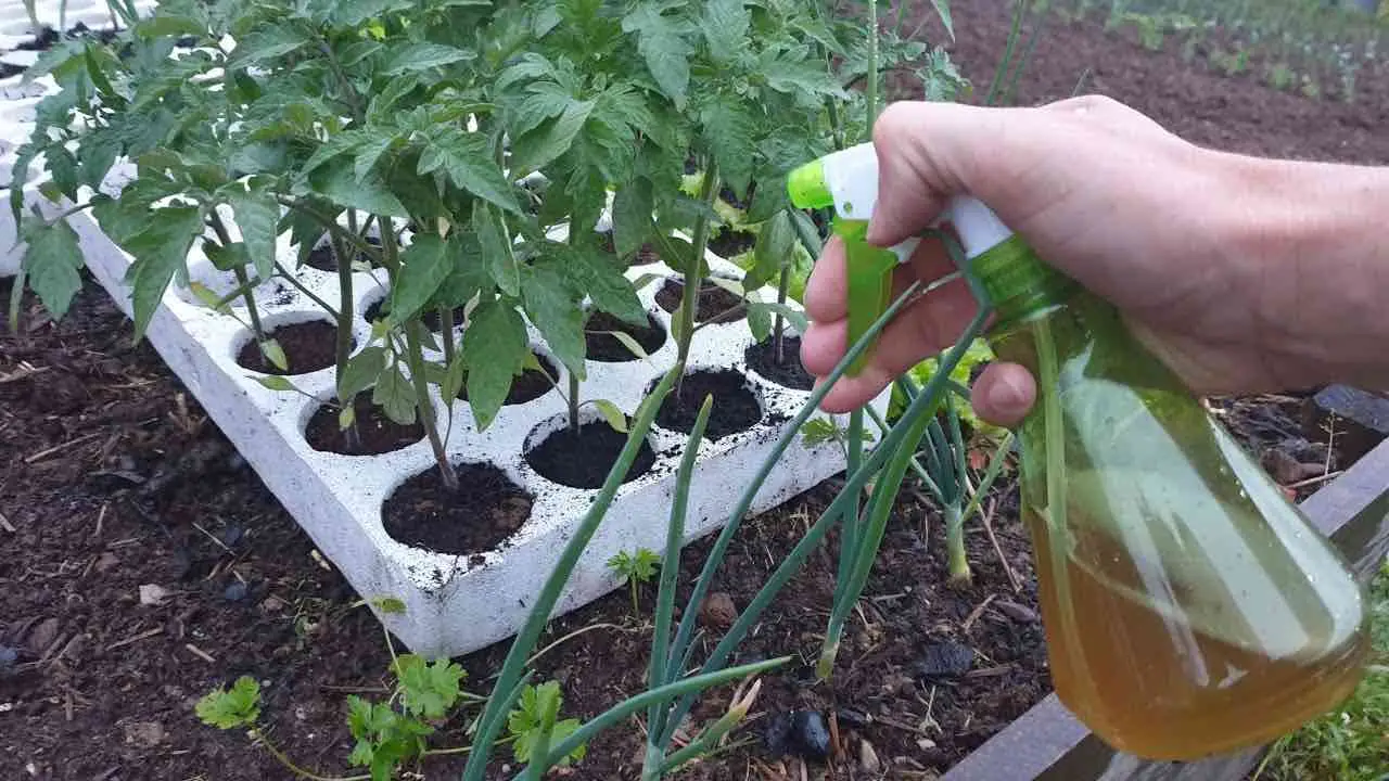 Necesitas hacer esto con las plántulas antes de plantarlas al aire libre: los jardineros lo hacen.