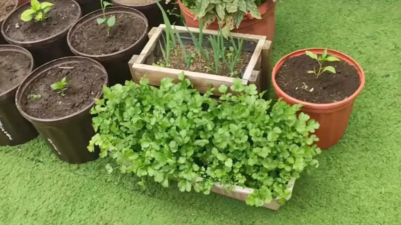 Cómo cultivar perejil en casa durante todo el año: solo entonces tendrás una rica cosecha.