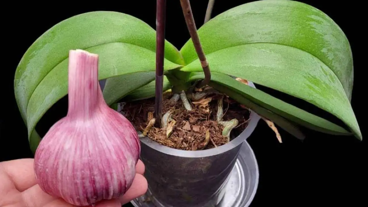 Si haces esto, la orquídea florecerá durante todo un año: los viveristas también la recomiendan.