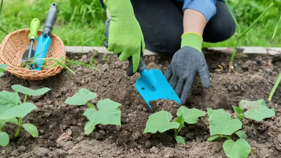 6 errores a evitar absolutamente para una siembra exitosa de tus pepinos