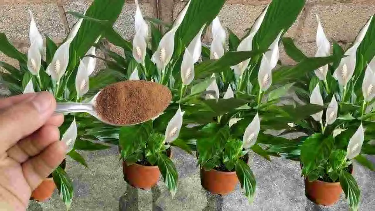 Peace Lily, si quieres que te dure años, debes hacer este gran movimiento.