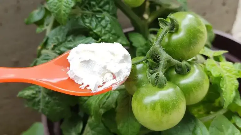 Utiliza este poderoso complemento, los tomates y pepinos florecen como nunca antes