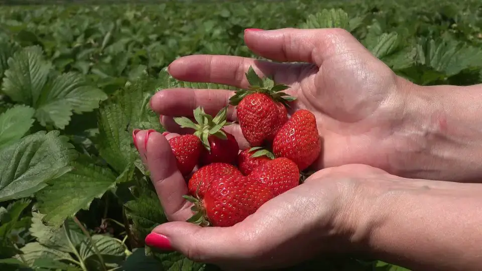 Cómo cultivar fresas orgánicas todo el año en interior