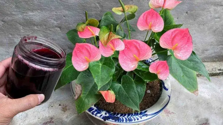 El anthurium producirá un montón de flores de esta agua, nunca se vio tan bien