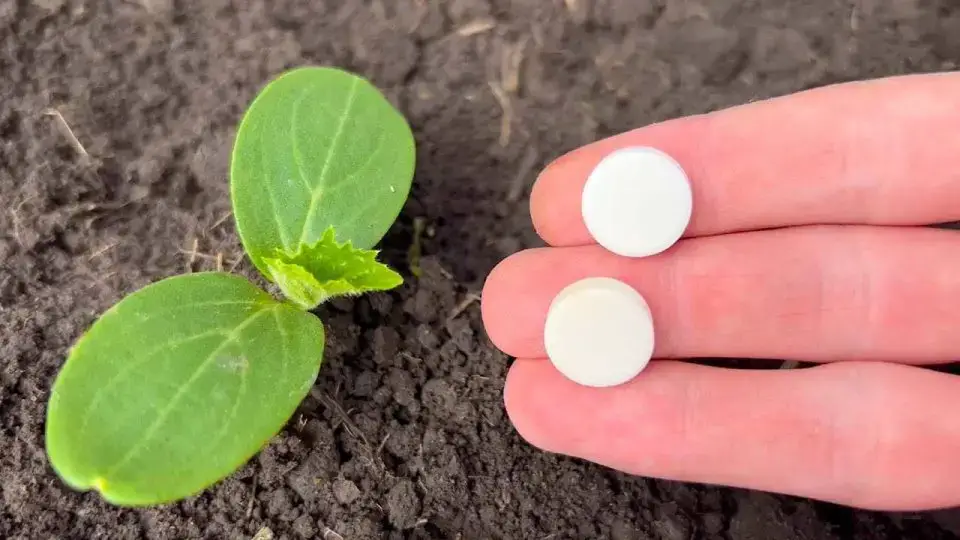 Con este método, incluso las verduras muertas crecerán y no se enfermarán.