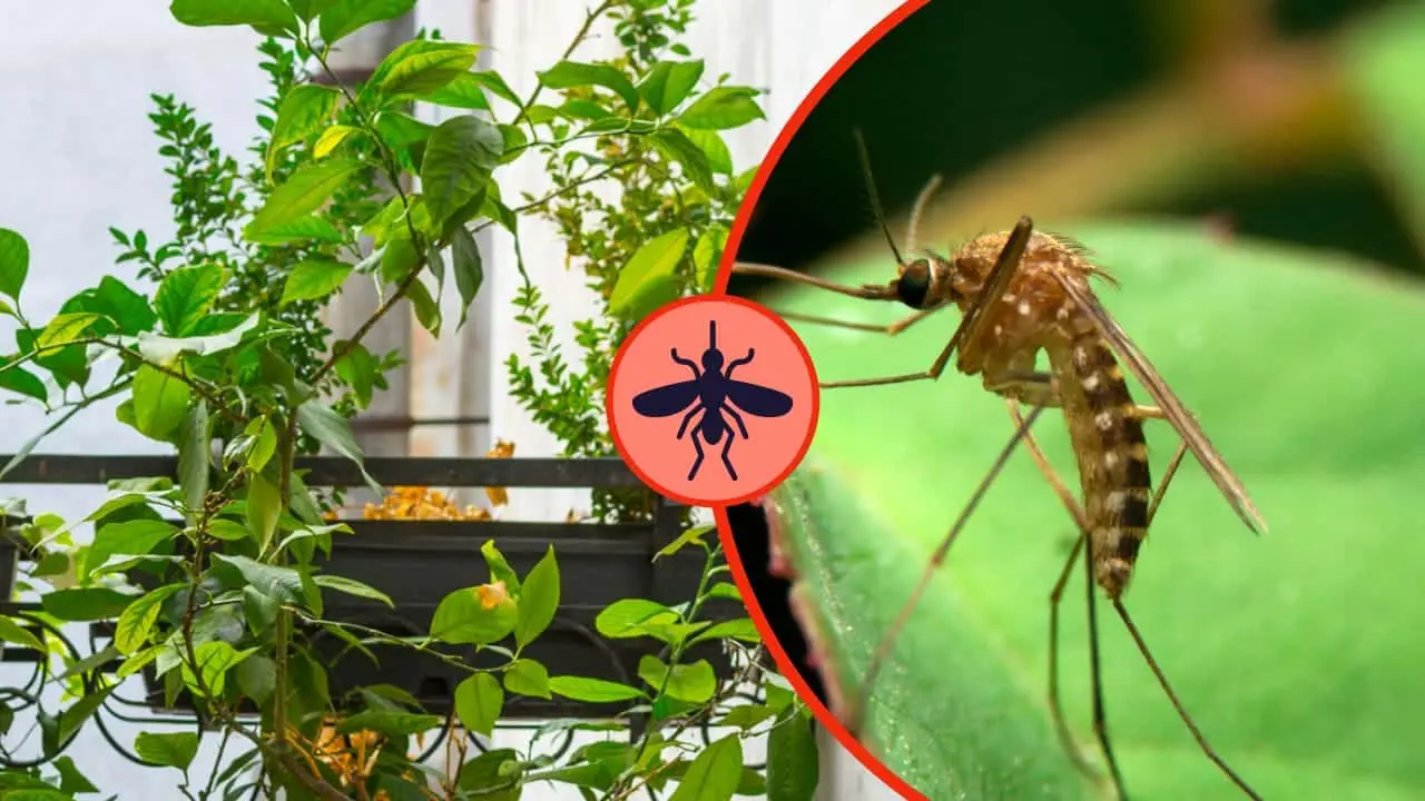 Esta hierba aromática mantiene alejados a los mosquitos durante todo el verano.