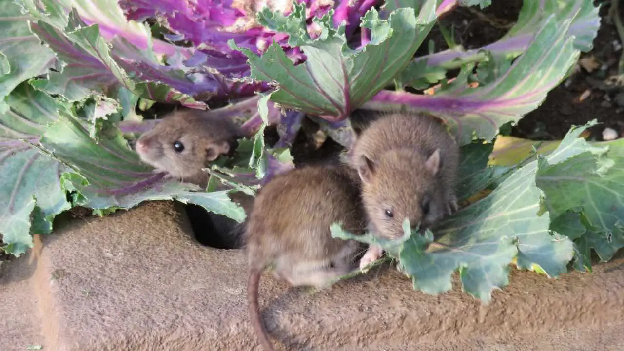 Ratones en el jardín, si rocías este líquido desaparecerán al cabo de unas horas