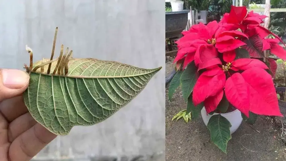 Flor de pascua exuberante, así es como se multiplica a partir de las hojas: florecerá durante meses