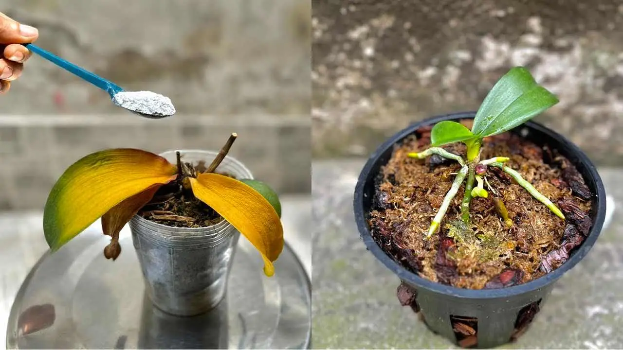 Orquídea podrida y moribunda, una cucharada de esta es suficiente para revivirla en 1 momento