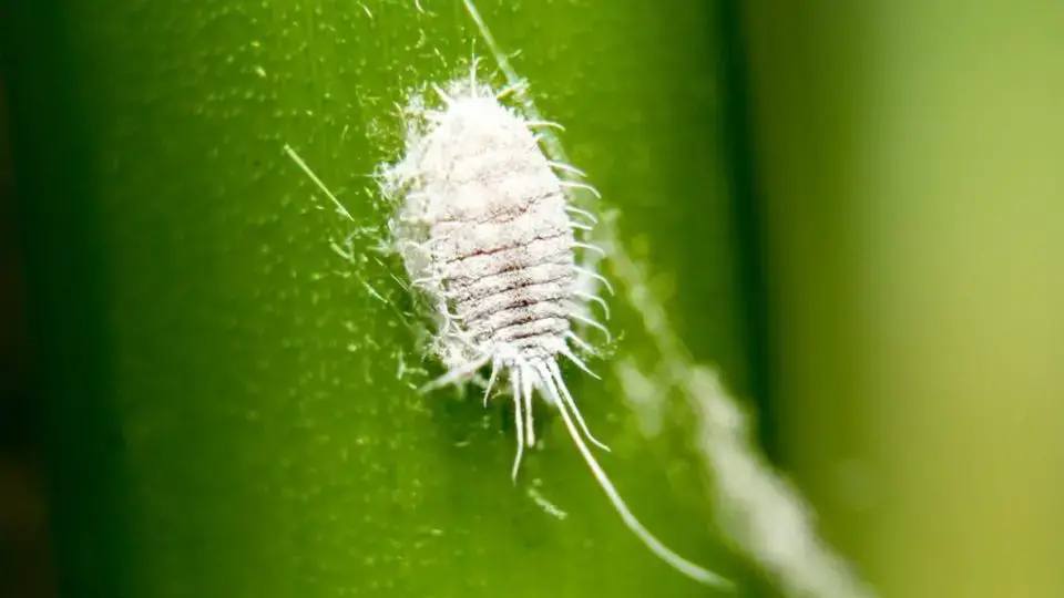 ¡Aquí le mostramos cómo eliminar la cochinilla de sus plantas y arbustos de manera efectiva y natural!