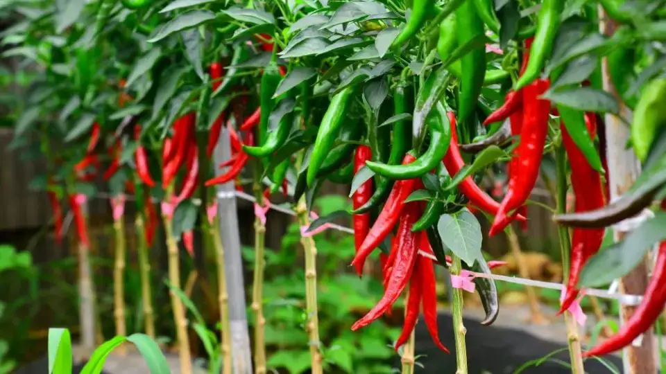 Cómo cultivar pimientos y chiles: 7 pasos a seguir para una cosecha garantizada